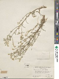 Cryptantha decipiens image