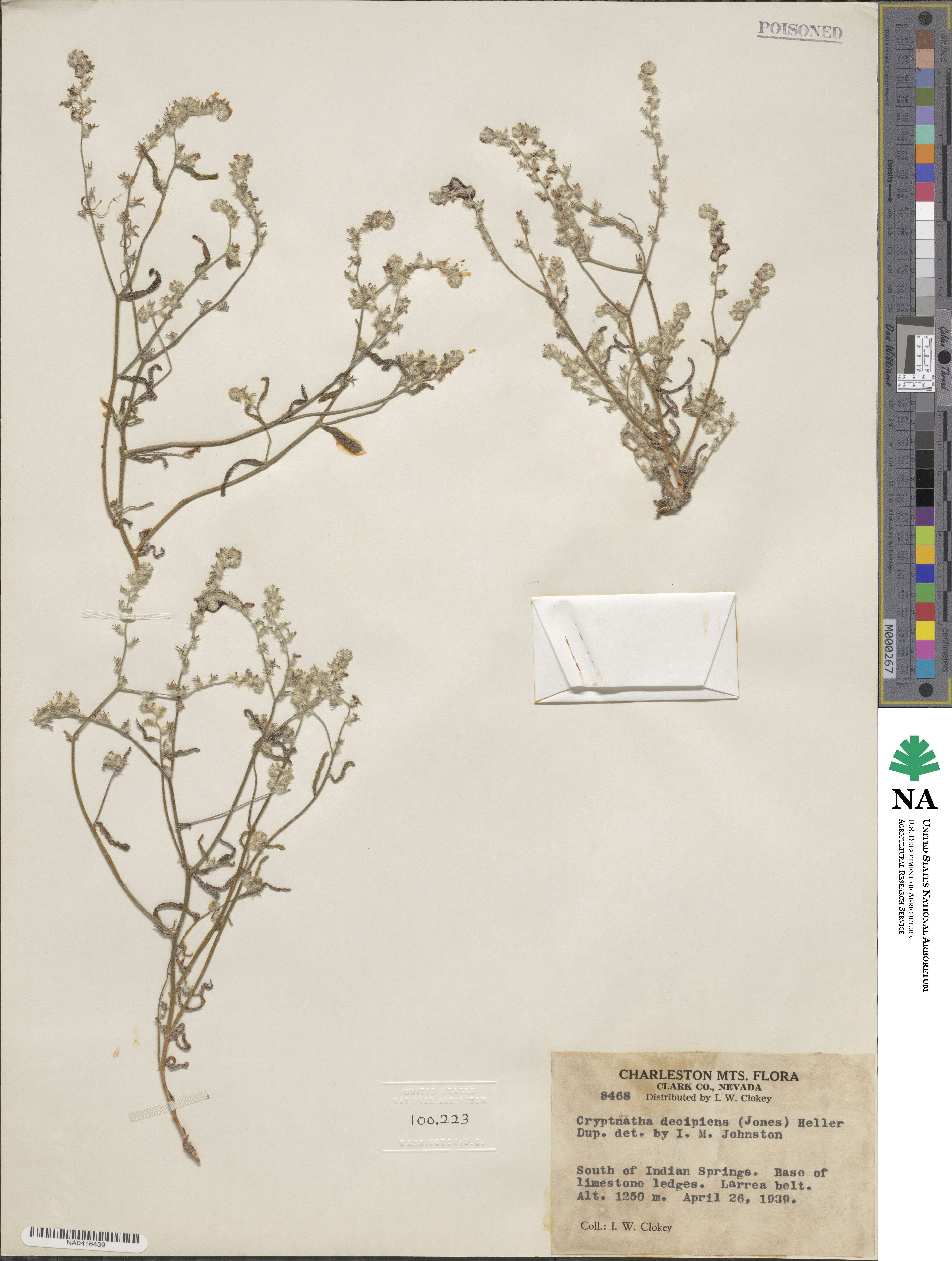 Cryptantha decipiens image