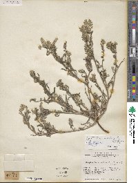 Cryptantha crassisepala image