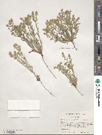 Cryptantha crassisepala image