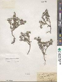 Cryptantha crassisepala image