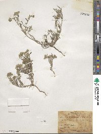 Cryptantha crassisepala image