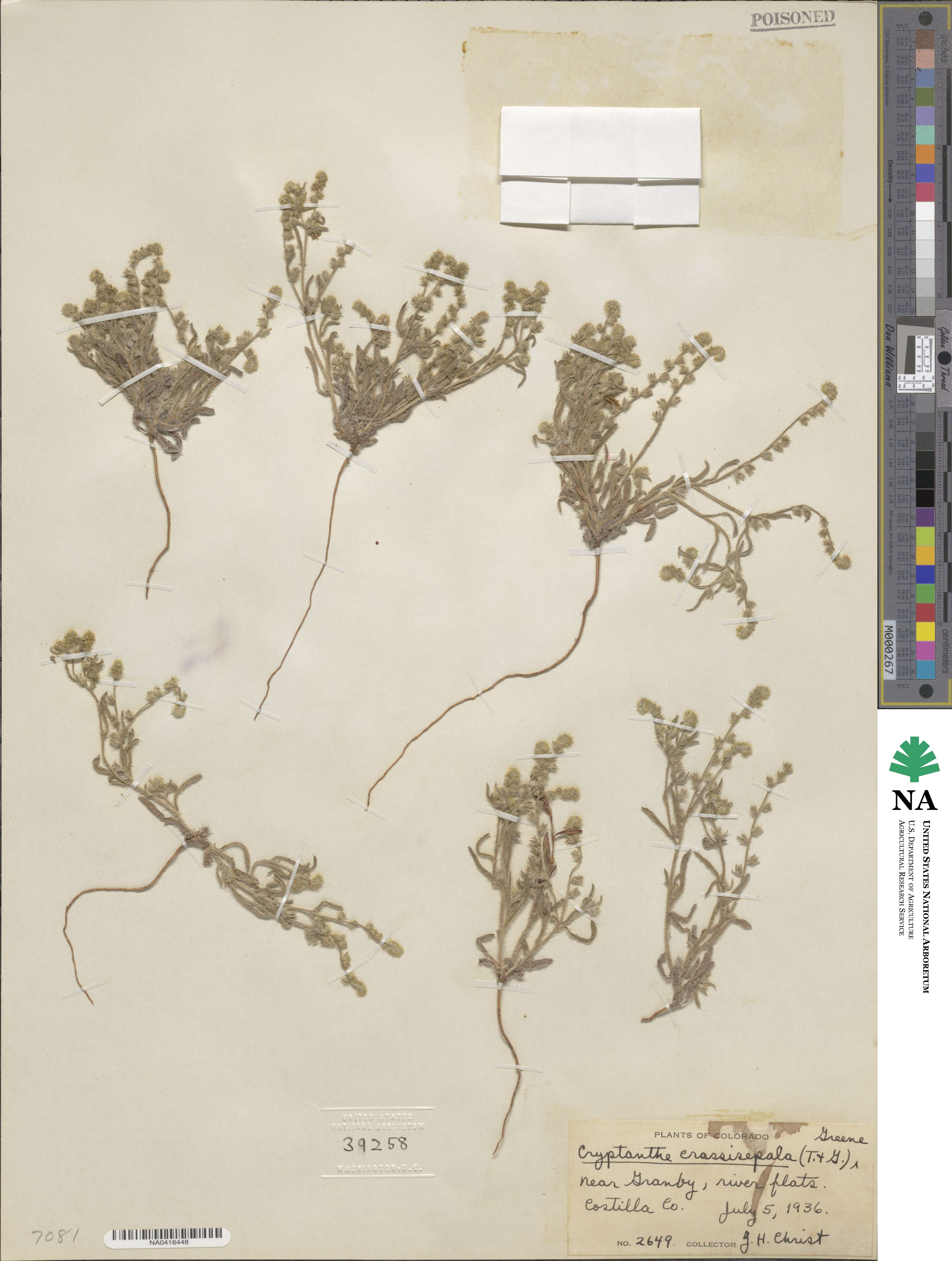 Cryptantha crassisepala image