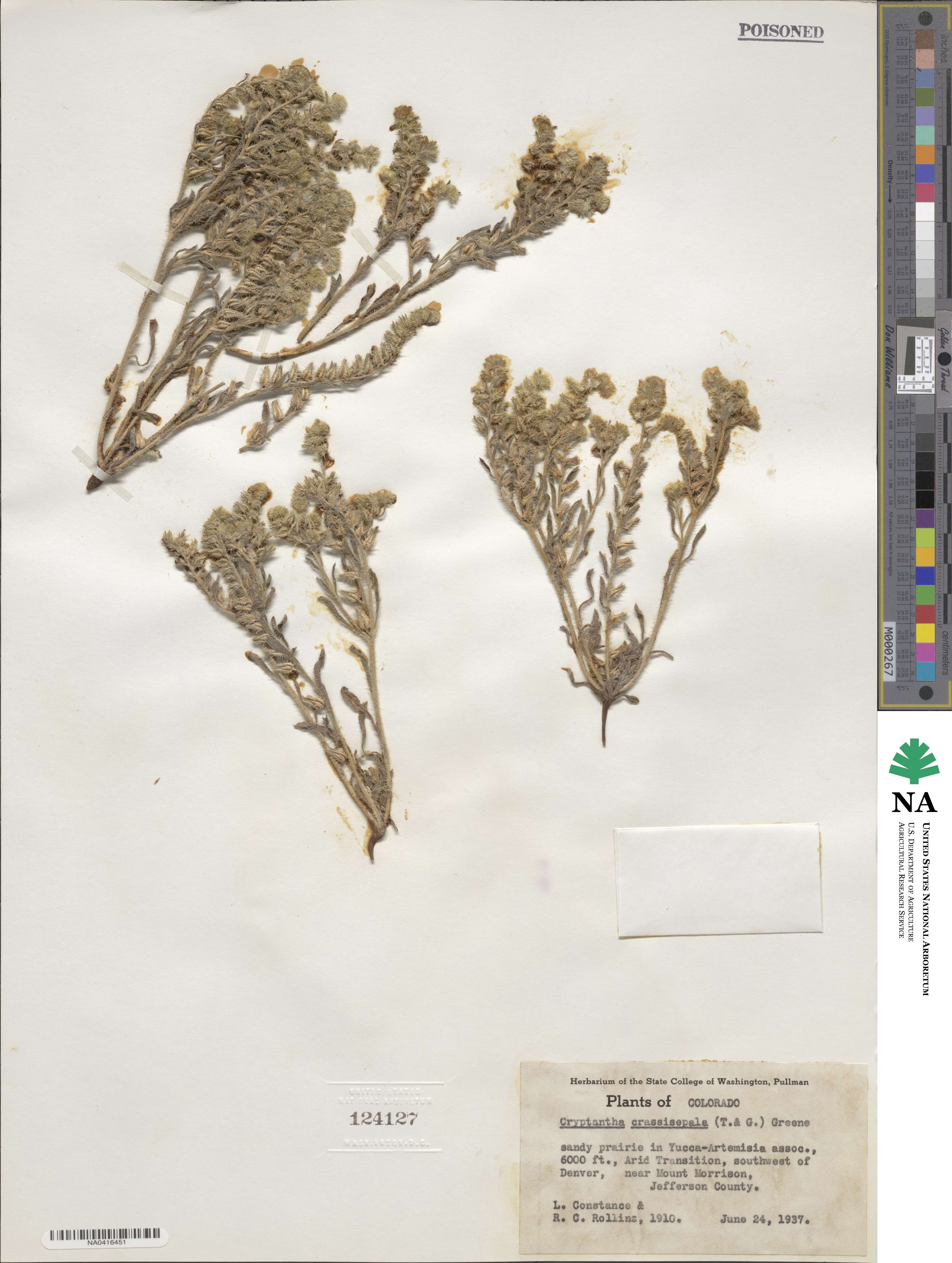 Cryptantha crassisepala image