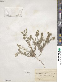 Cryptantha crassisepala image