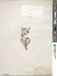 Cryptantha crassisepala image