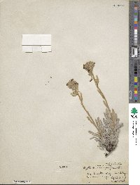 Image of Oreocarya crassipes