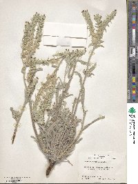 Oreocarya palmeri image