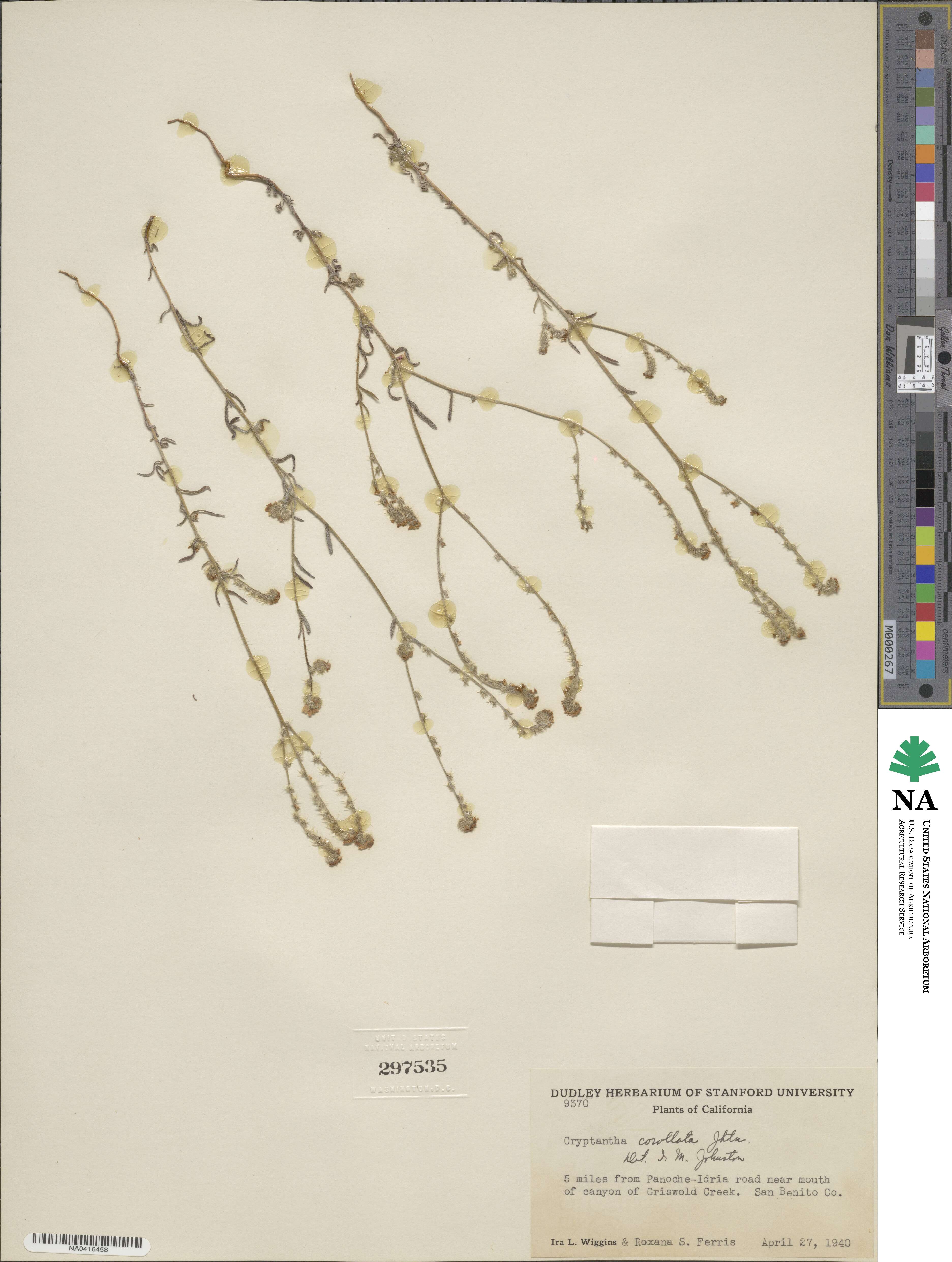 Cryptantha corollata image
