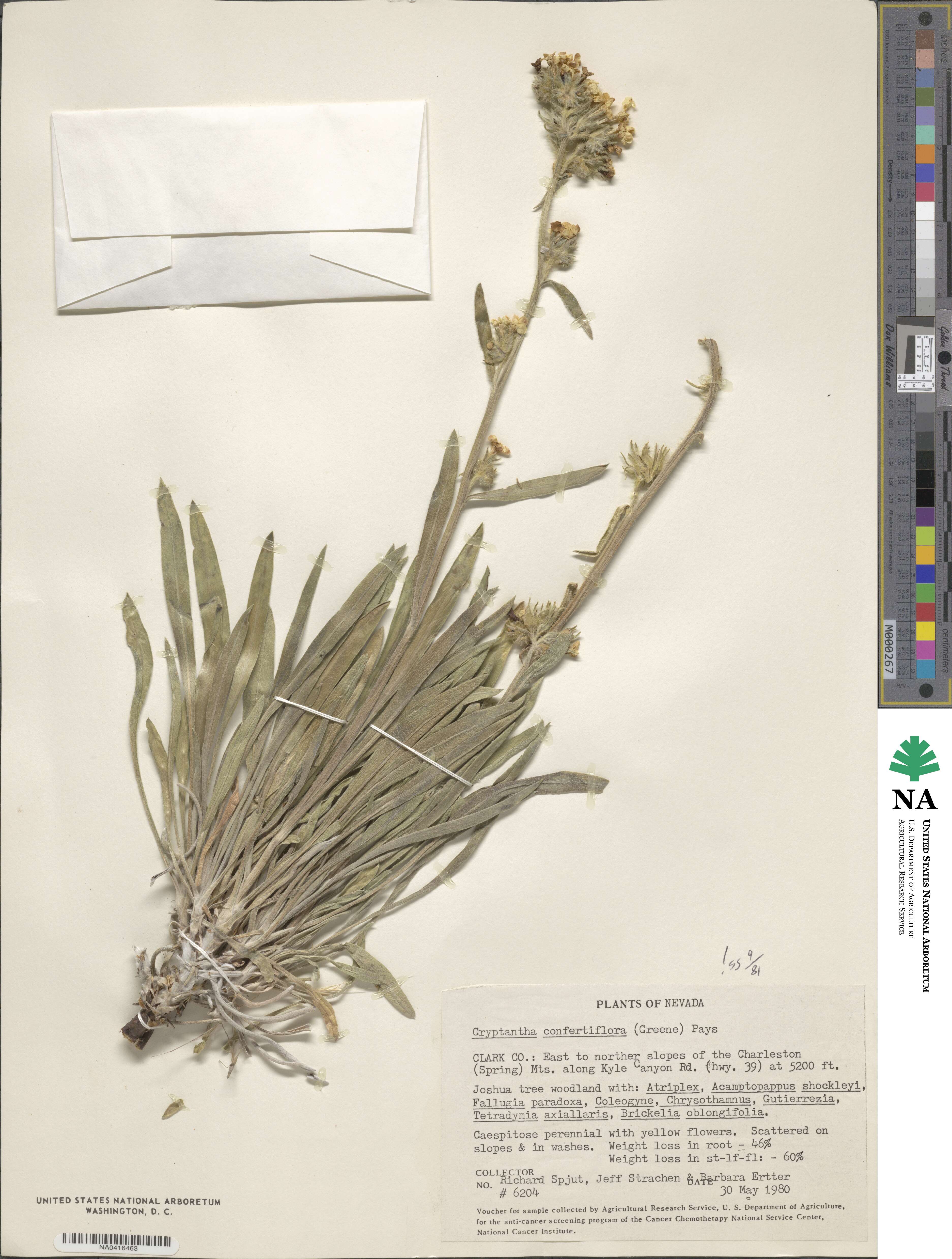 Oreocarya confertiflora image