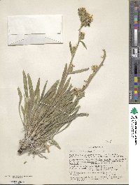 Oreocarya confertiflora image