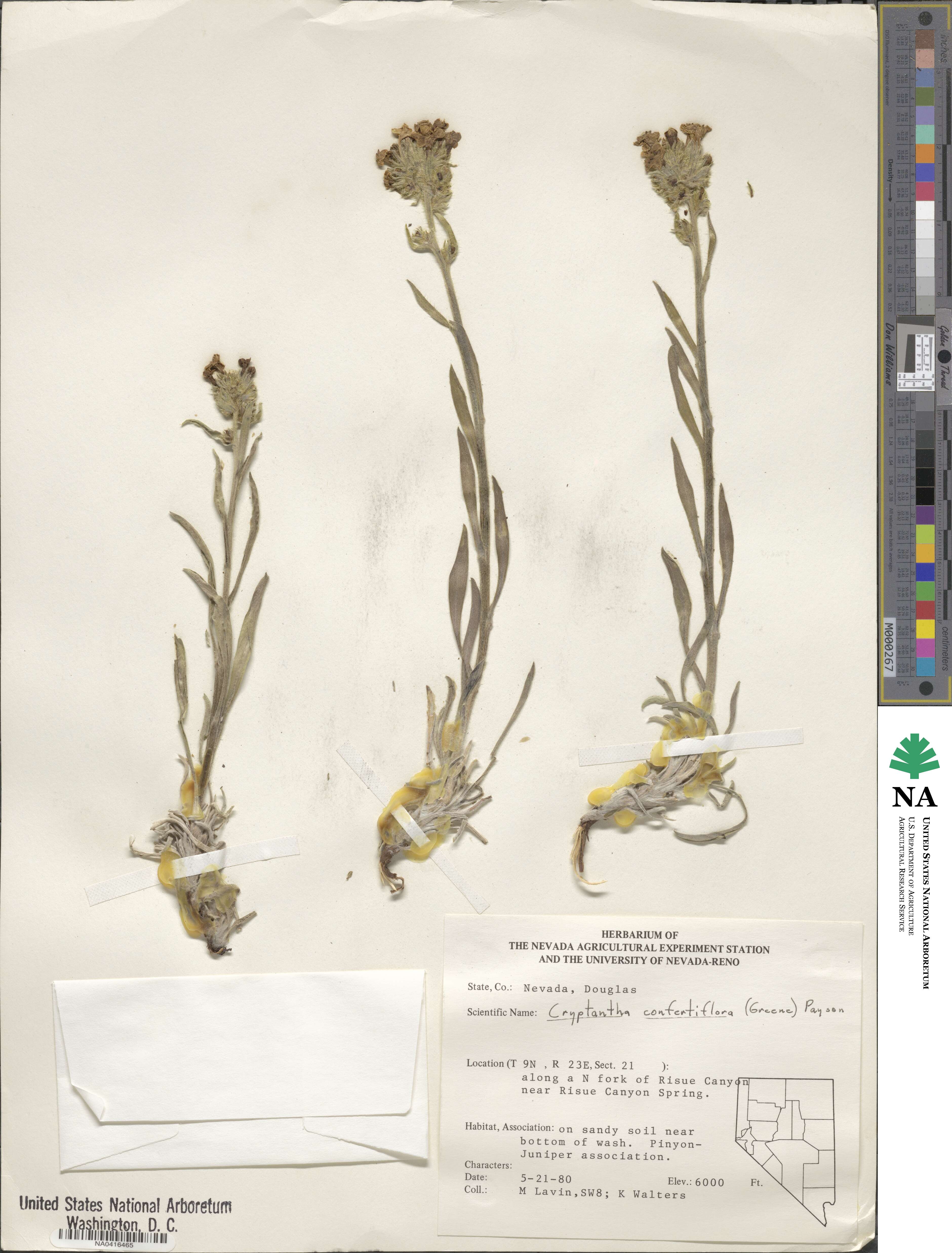 Oreocarya confertiflora image