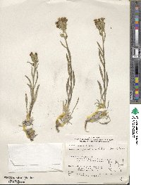 Oreocarya confertiflora image