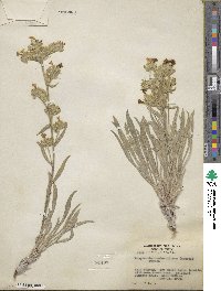 Oreocarya confertiflora image