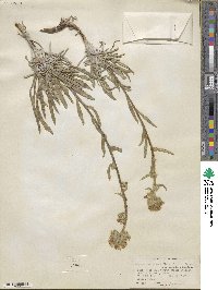 Oreocarya confertiflora image