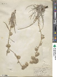 Oreocarya confertiflora image