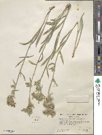 Oreocarya confertiflora image