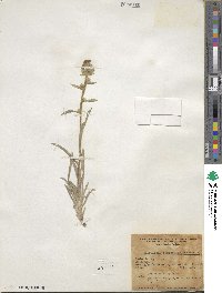 Oreocarya confertiflora image