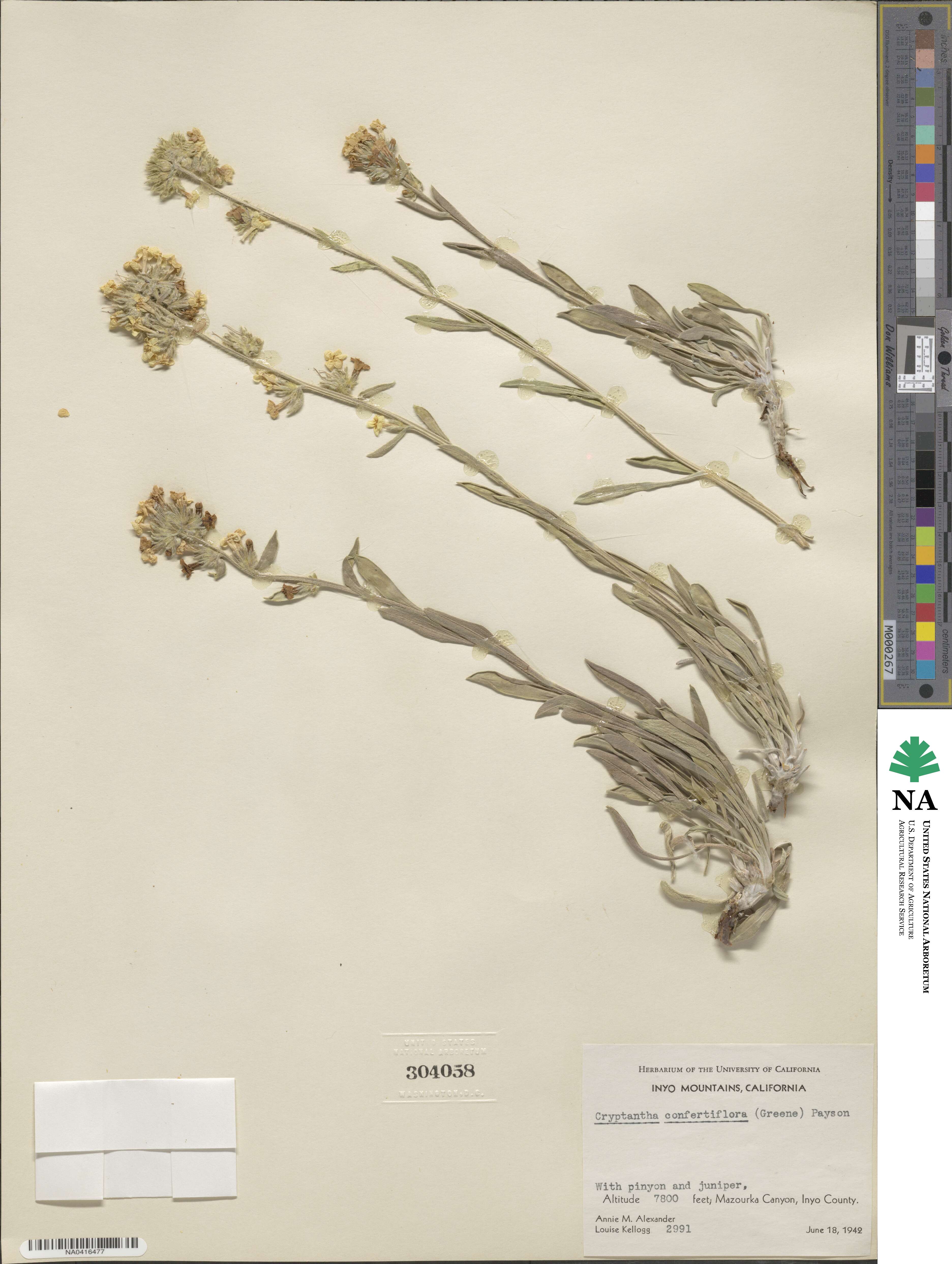 Oreocarya confertiflora image