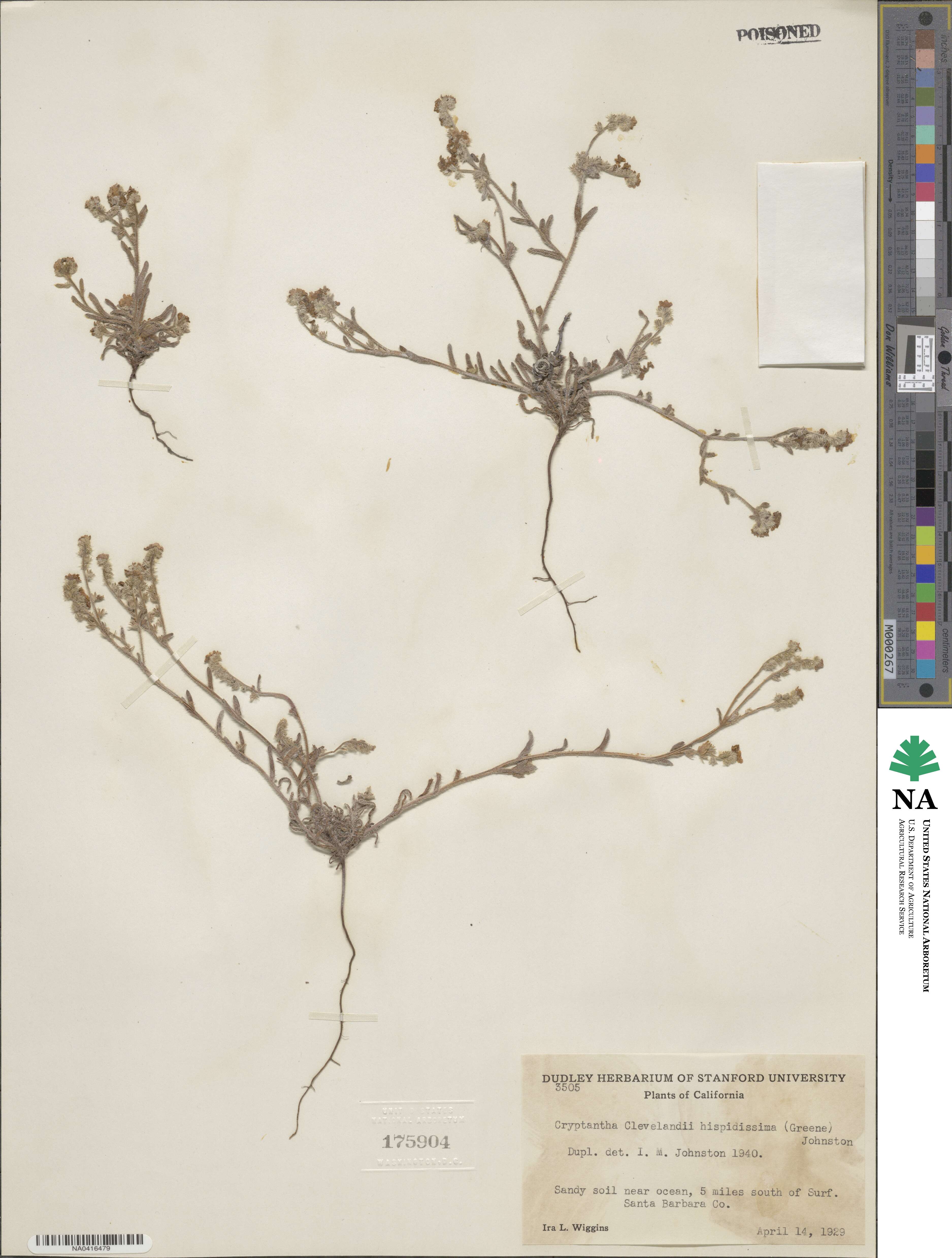 Cryptantha hispidissima image