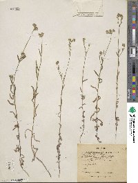 Cryptantha hispidissima image