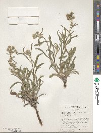 Oreocarya suffruticosa var. setosa image