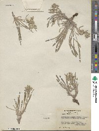 Oreocarya abortiva image