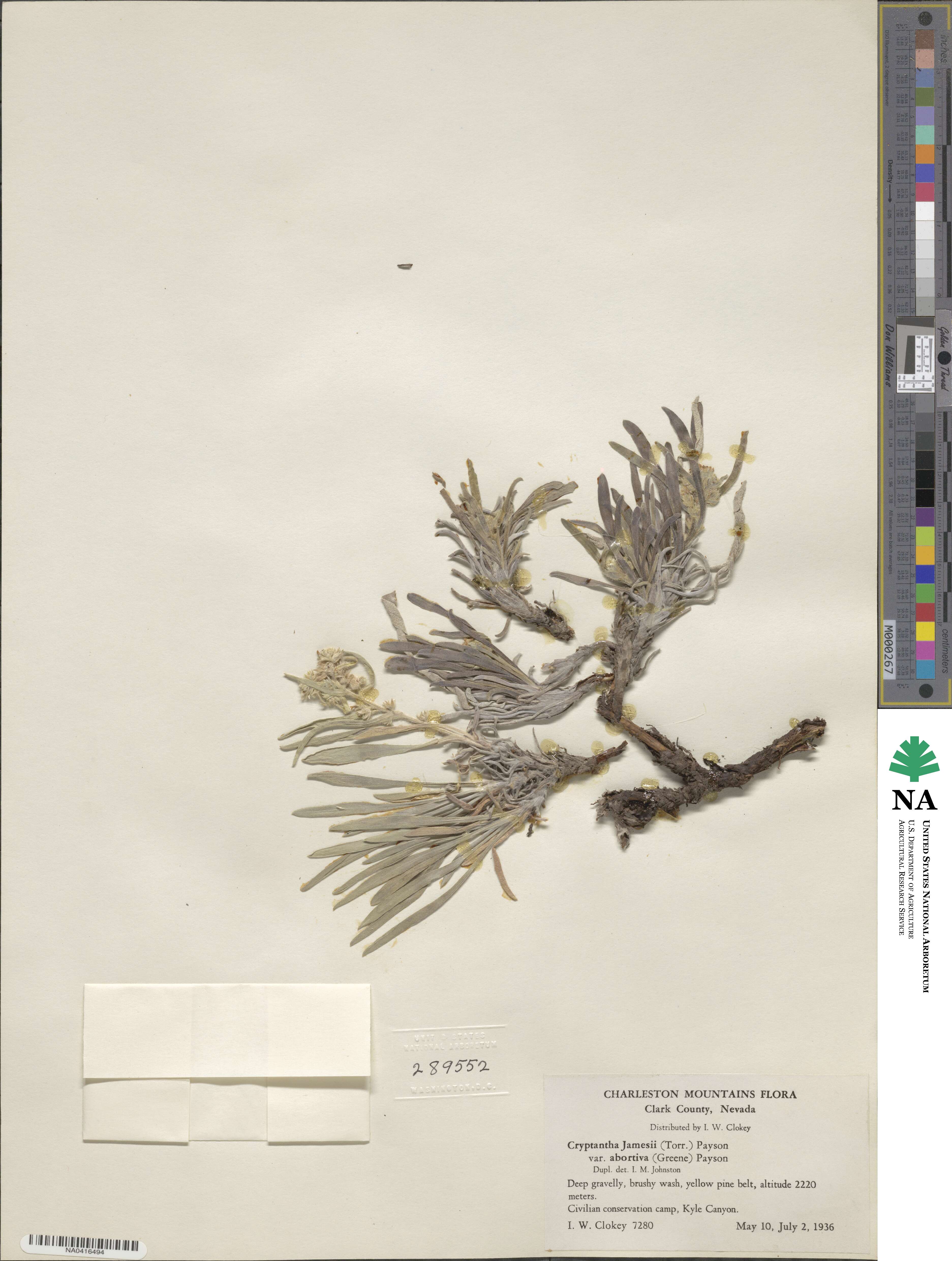 Oreocarya abortiva image