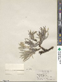 Oreocarya abortiva image