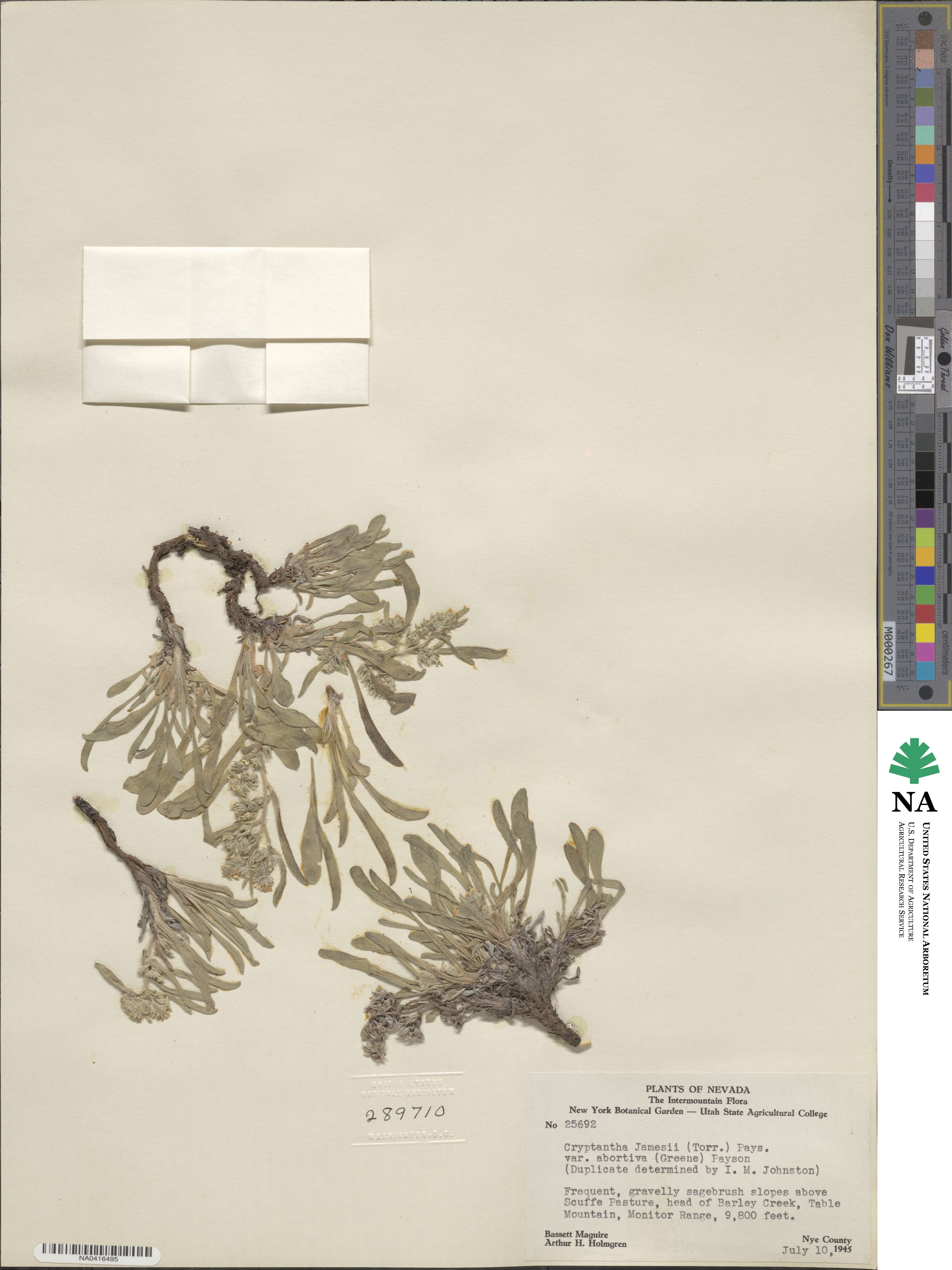 Oreocarya abortiva image
