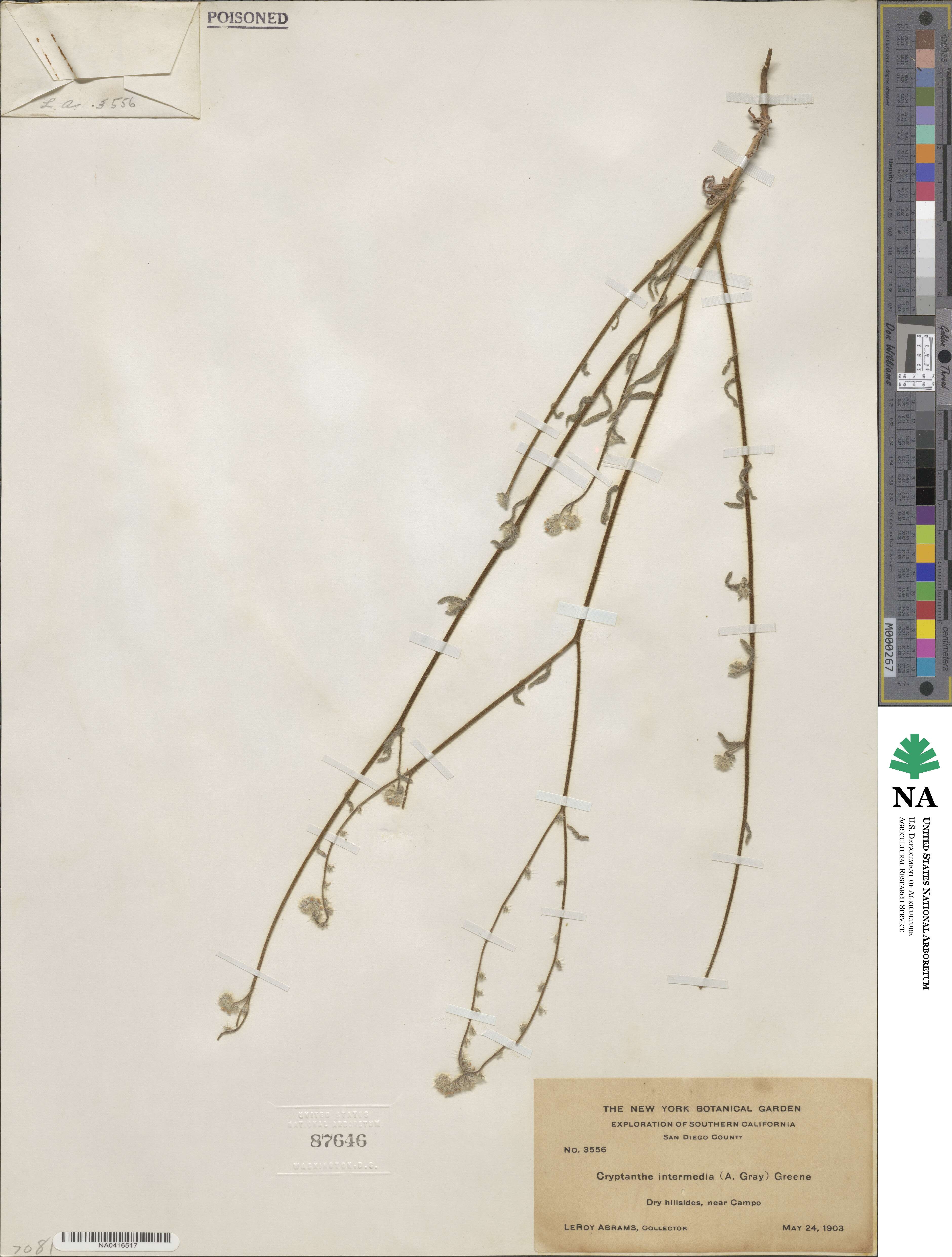 Cryptantha intermedia image