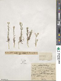 Cryptantha intermedia image