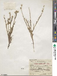 Cryptantha intermedia image