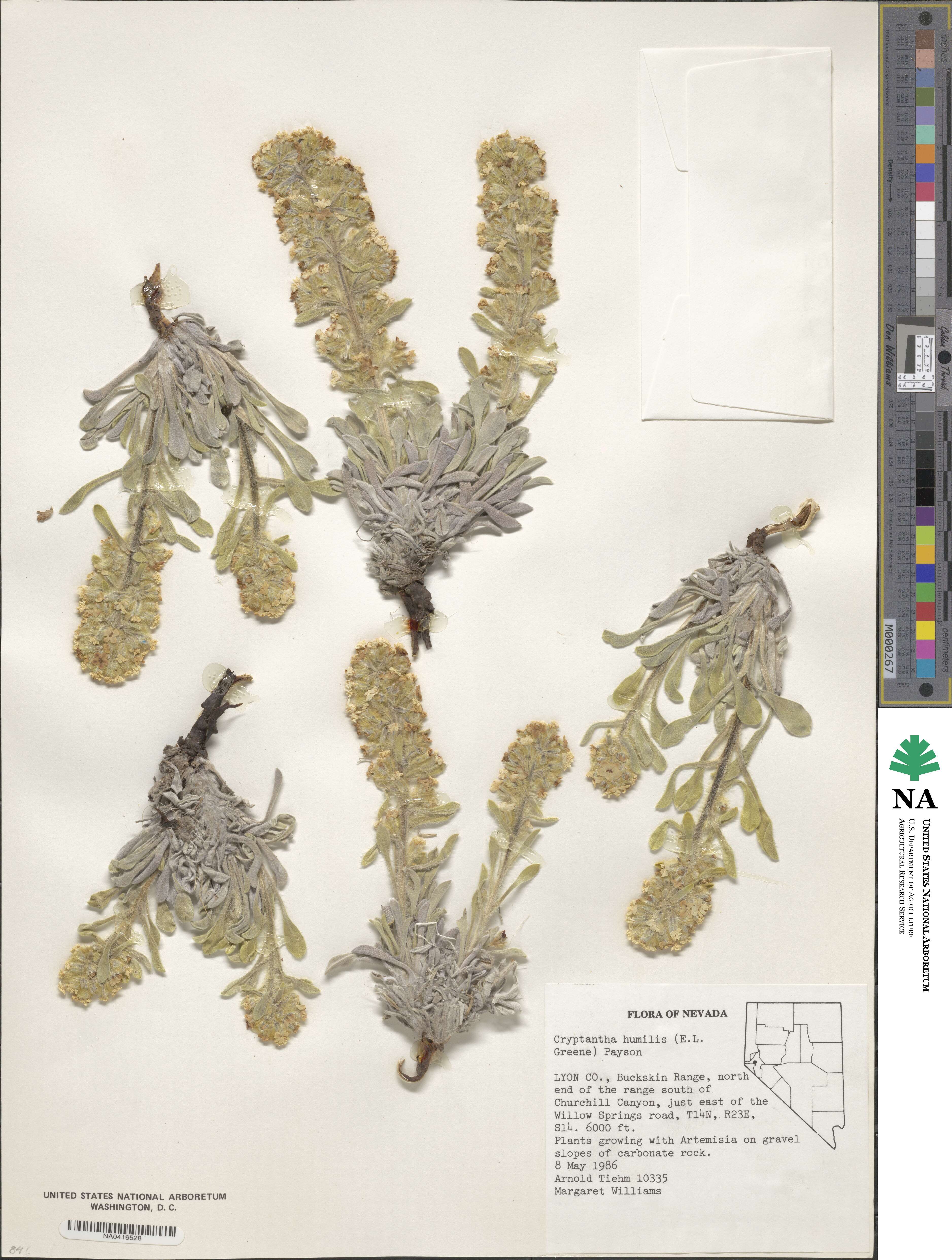 Oreocarya humilis image