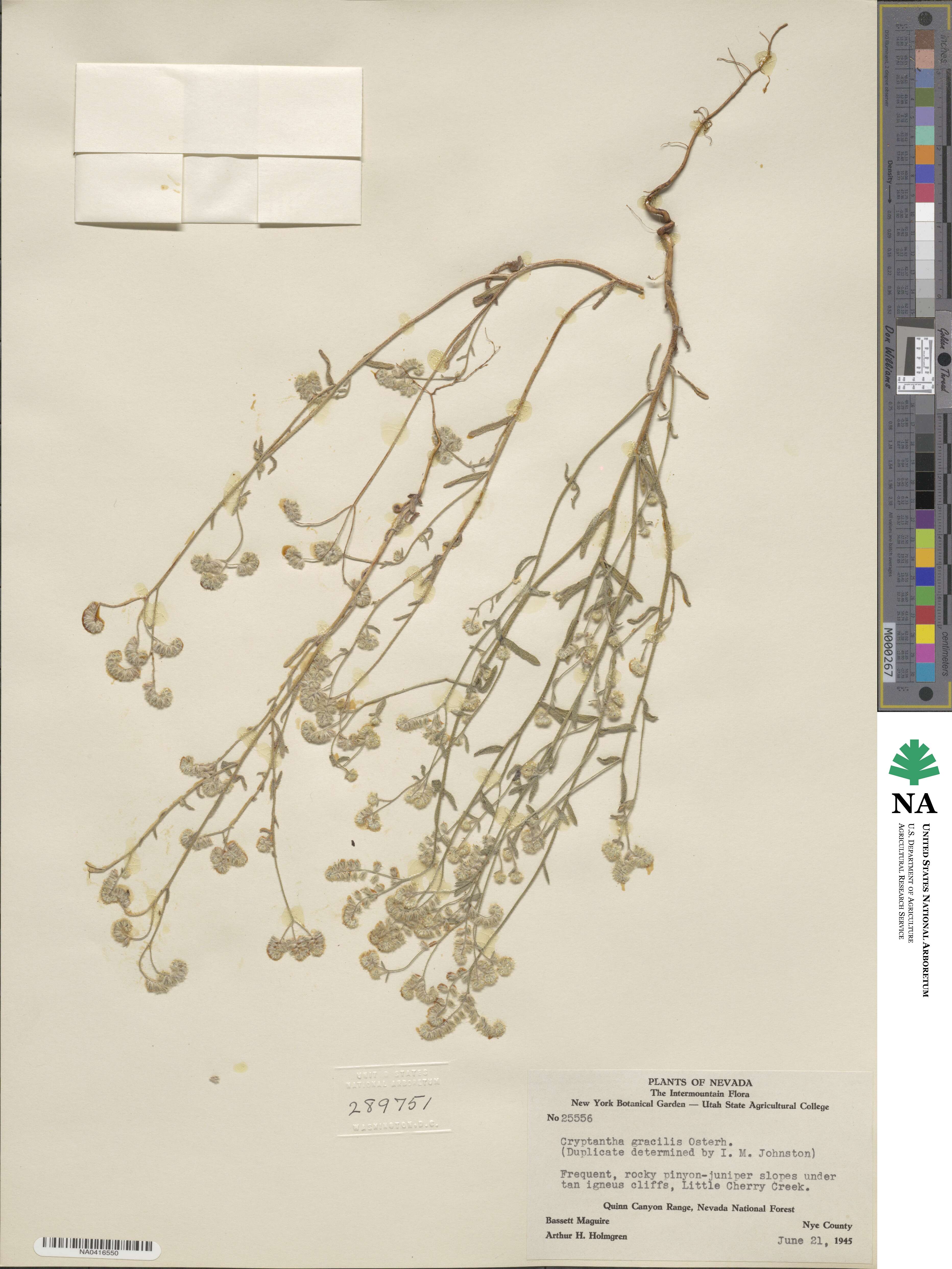 Cryptantha gracilis image