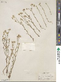 Cryptantha gracilis image