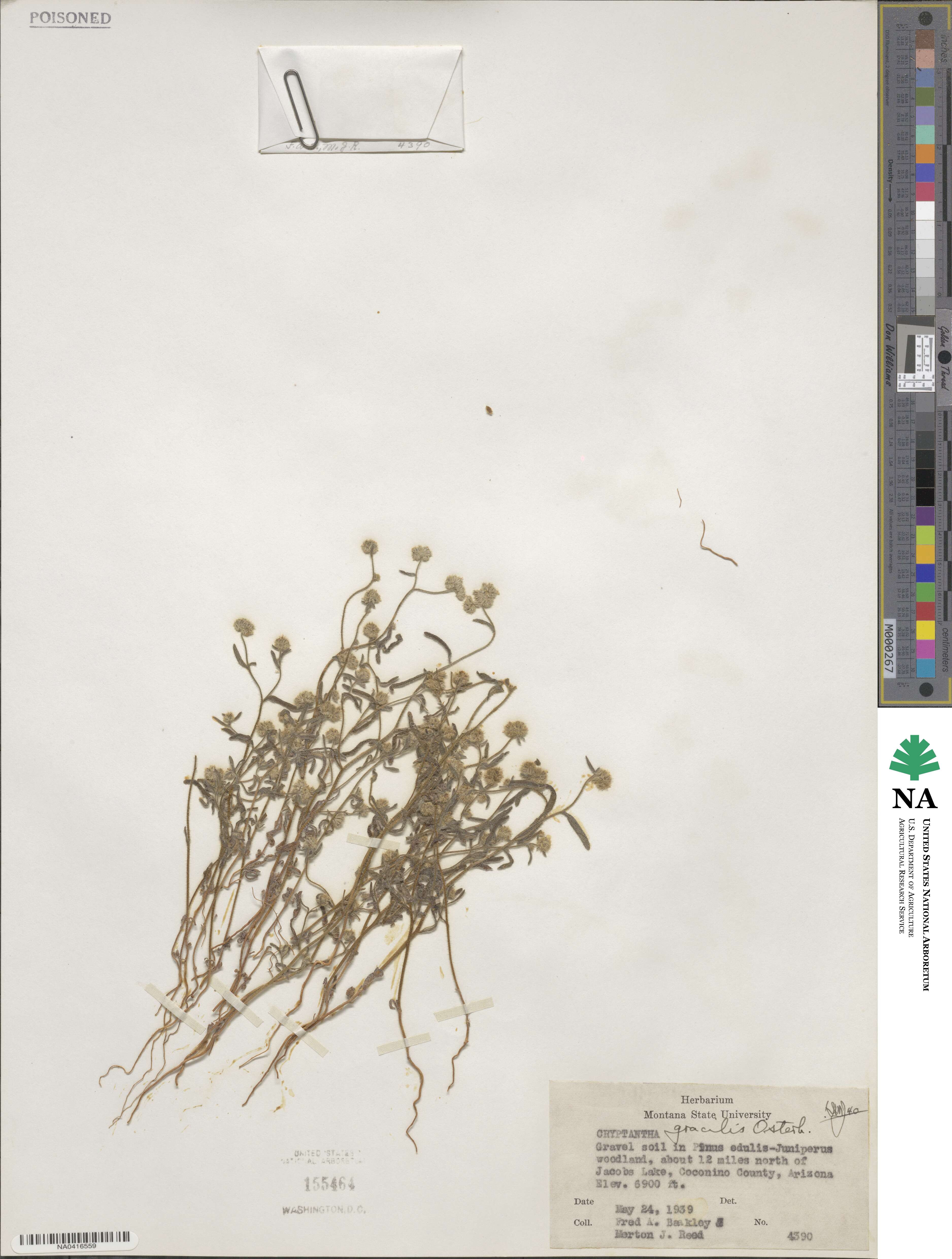 Cryptantha gracilis image