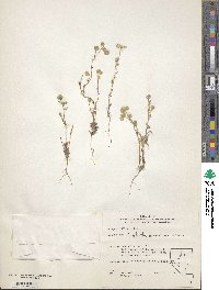 Cryptantha glomeriflora image