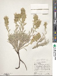 Oreocarya flava image