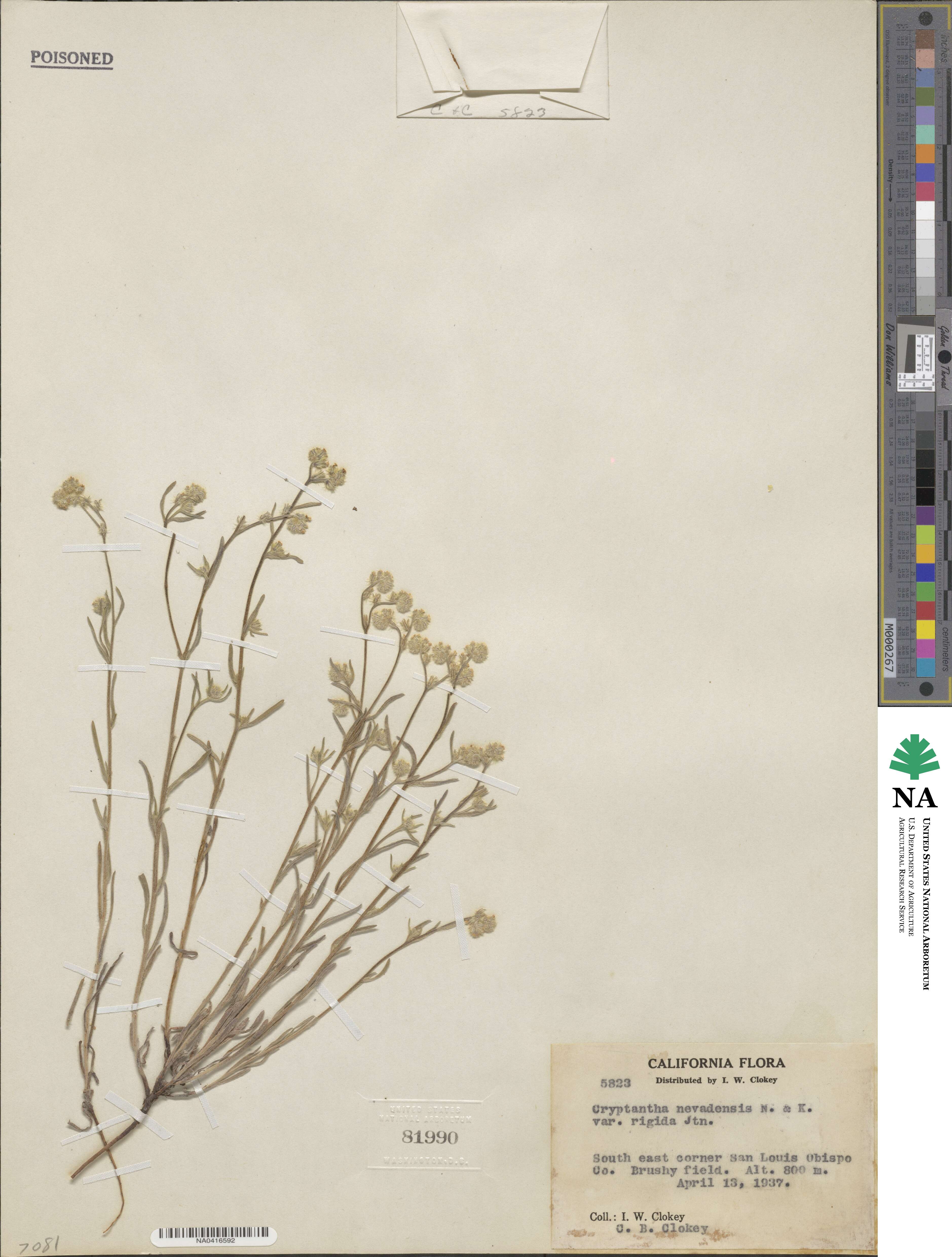 Cryptantha juniperensis image