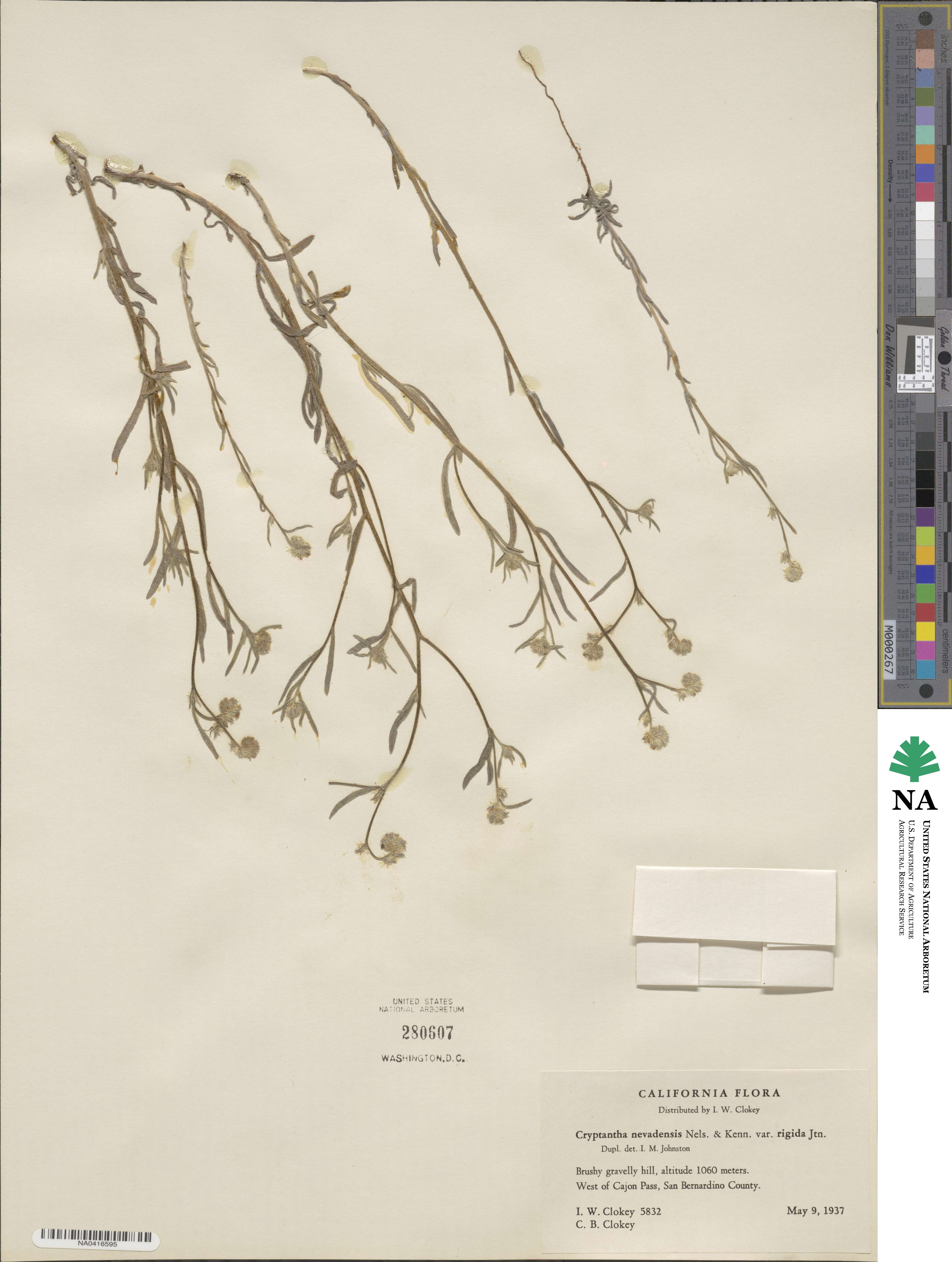 Cryptantha juniperensis image