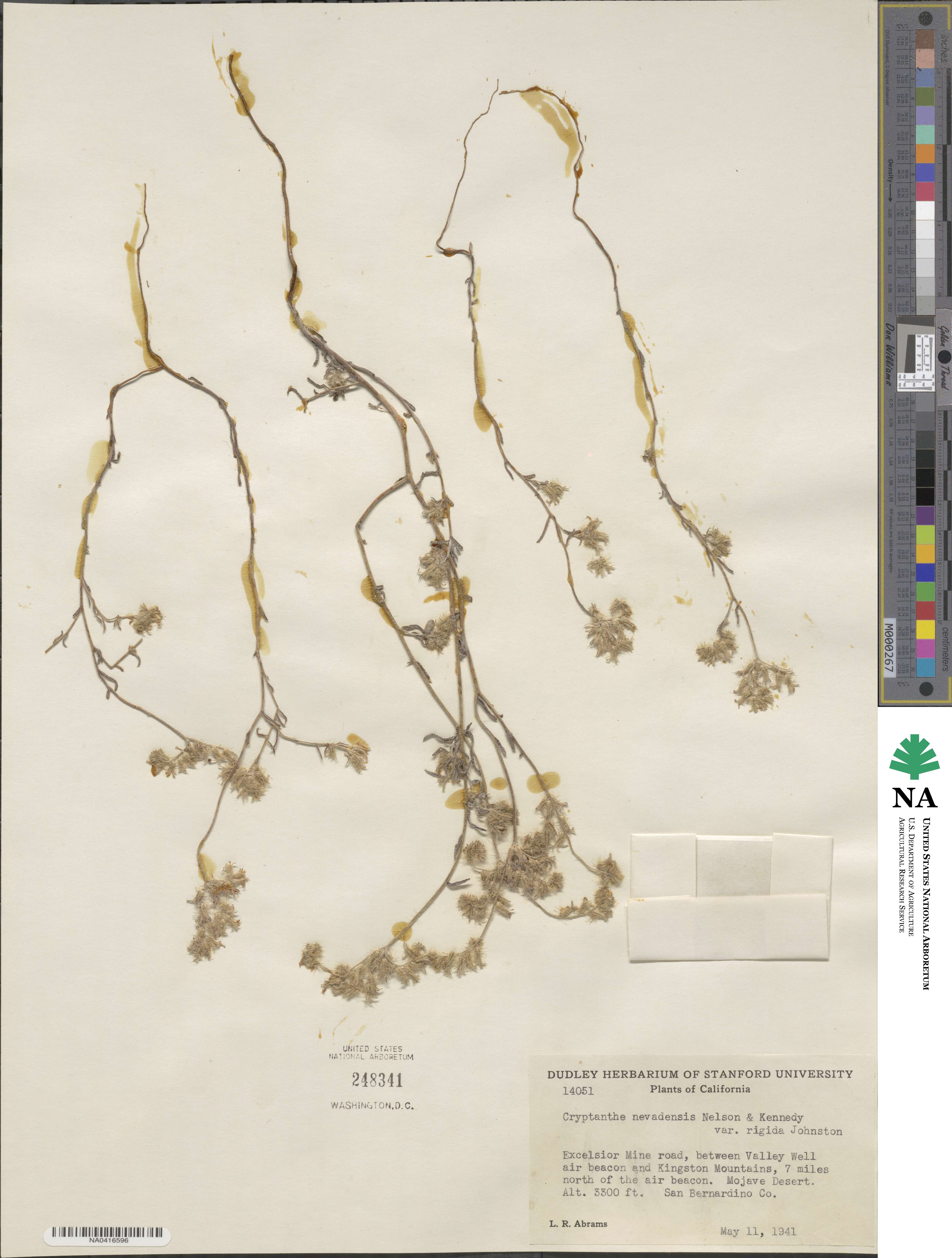 Cryptantha juniperensis image
