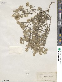 Cryptantha nevadensis image