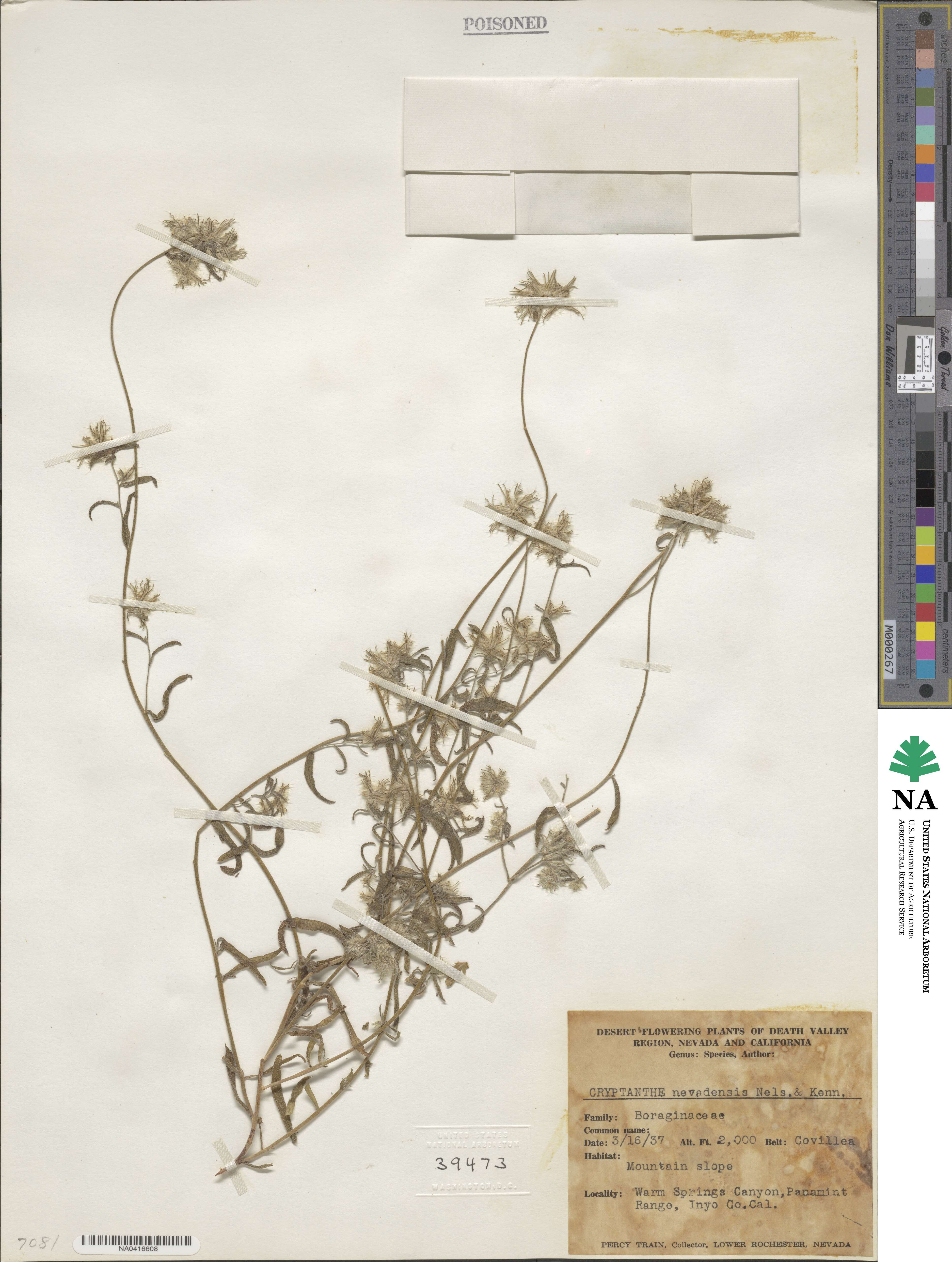 Cryptantha nevadensis image