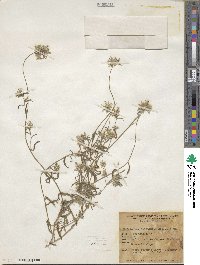 Cryptantha nevadensis image