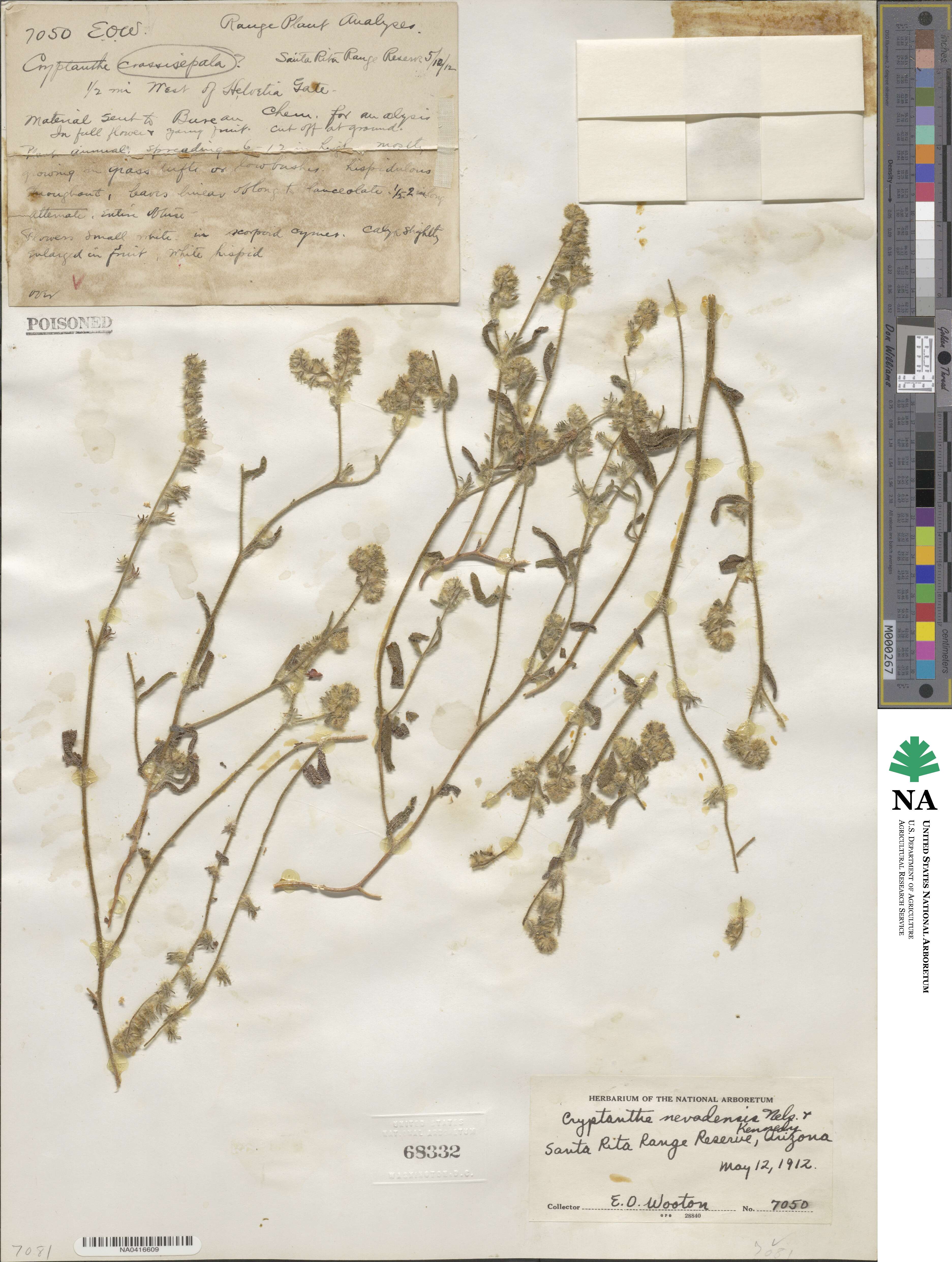 Cryptantha nevadensis image