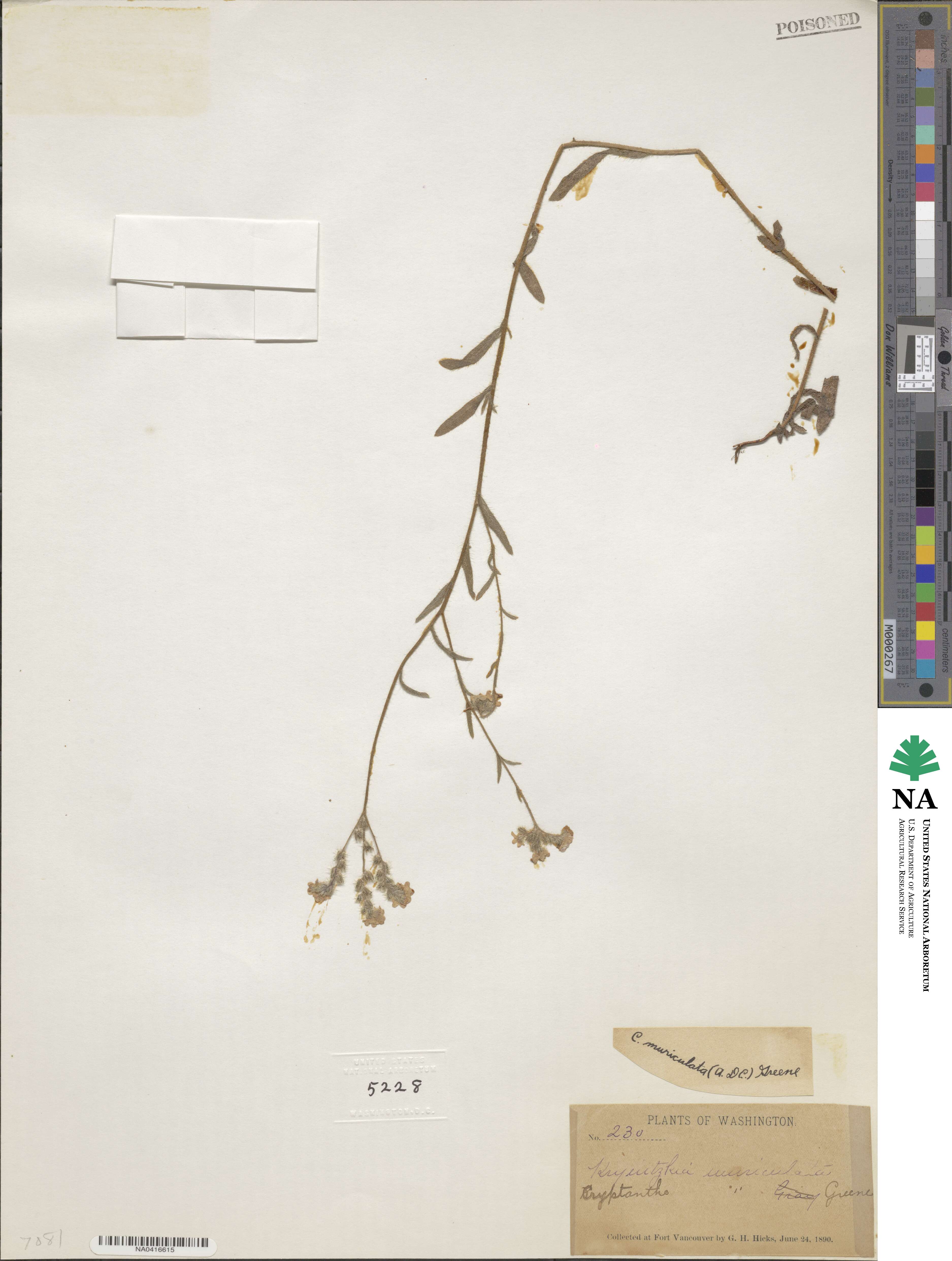 Cryptantha muricata image