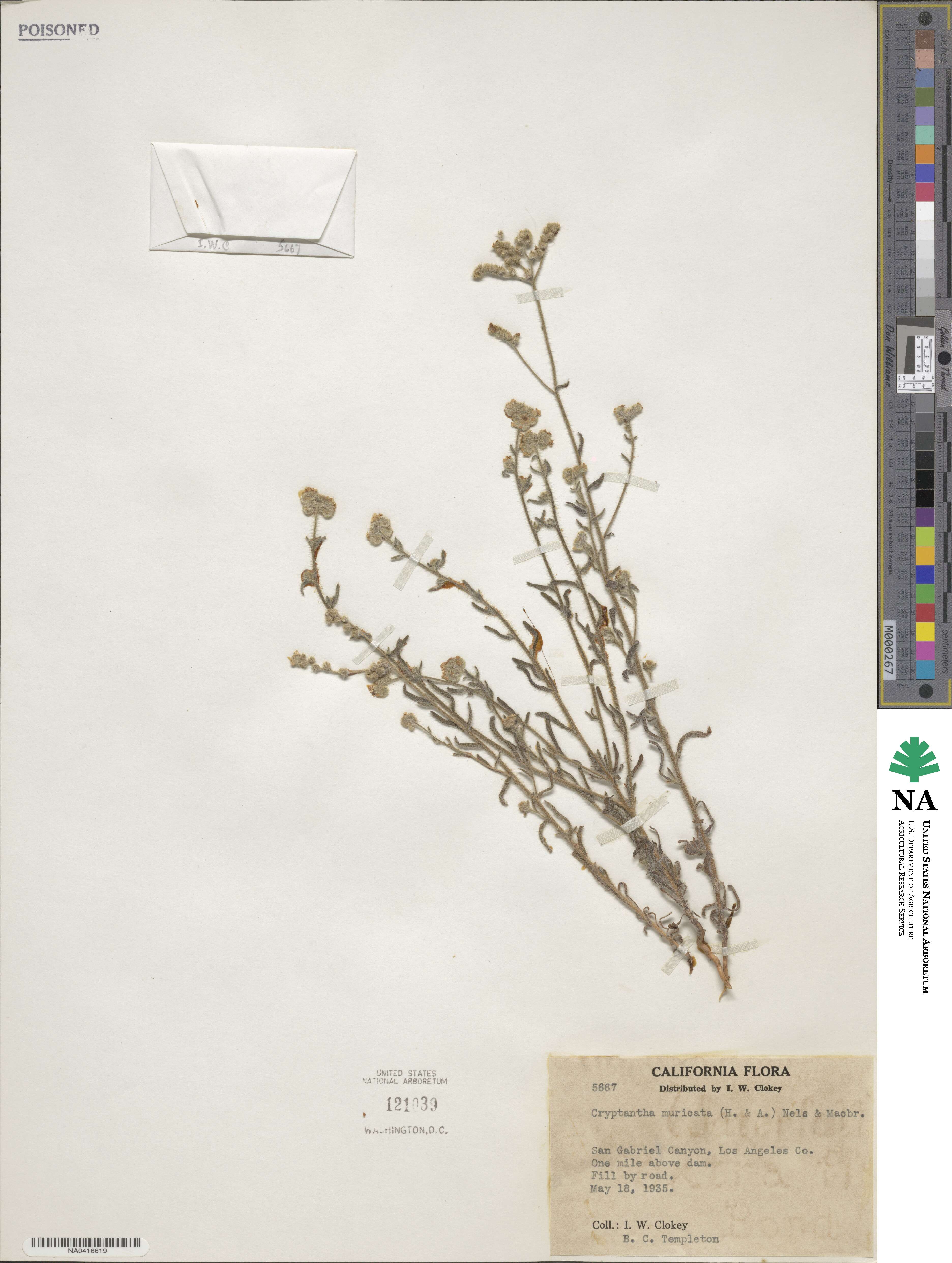 Cryptantha muricata image