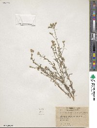 Cryptantha muricata image