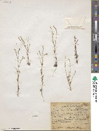 Cryptantha microstachys image